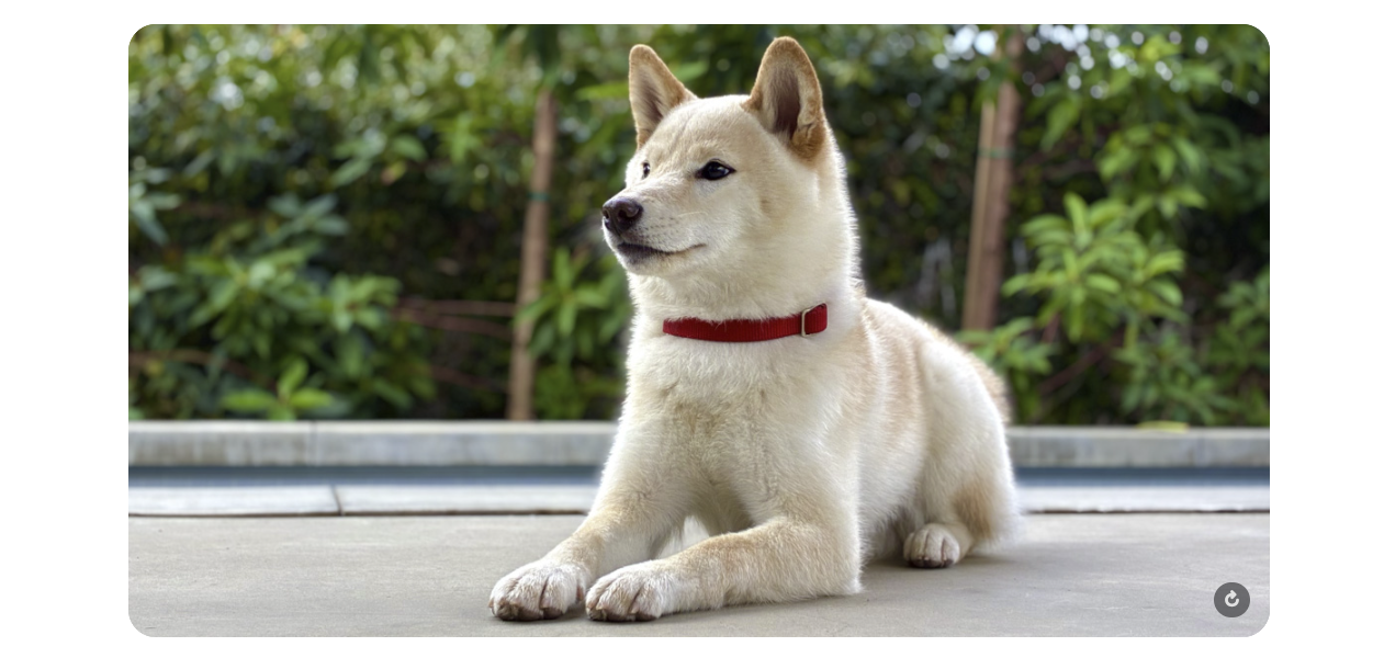 iPhone kamera portret fotografija